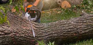 Best Tree Risk Assessment  in Rogers, AR