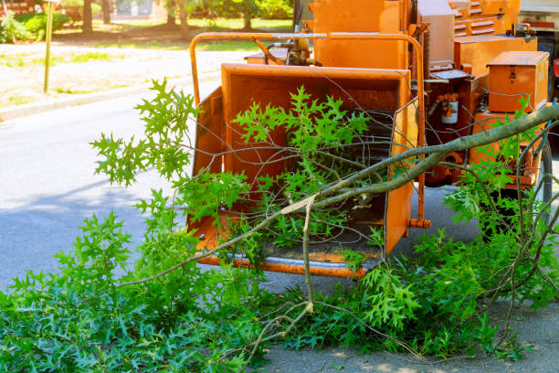 Best Leaf Removal  in Rogers, AR