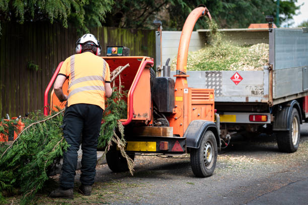 Best Storm Damage Tree Cleanup  in Rogers, AR