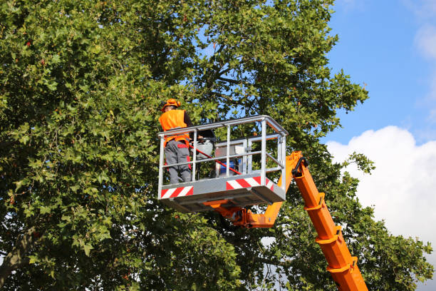 Best Commercial Tree Services  in Rogers, AR