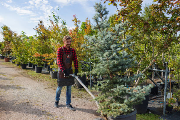 Best Tree Trimming and Pruning  in Rogers, AR